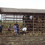 乾燥小屋まで運んで運んで！