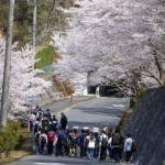 下れば登りの桜道