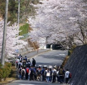 下れば登りの桜道