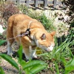 草も食（は）みます