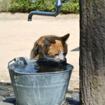 水も飲みます