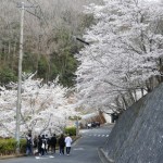 山の下では桜は満開