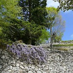 すっかりきれいな葉桜に…